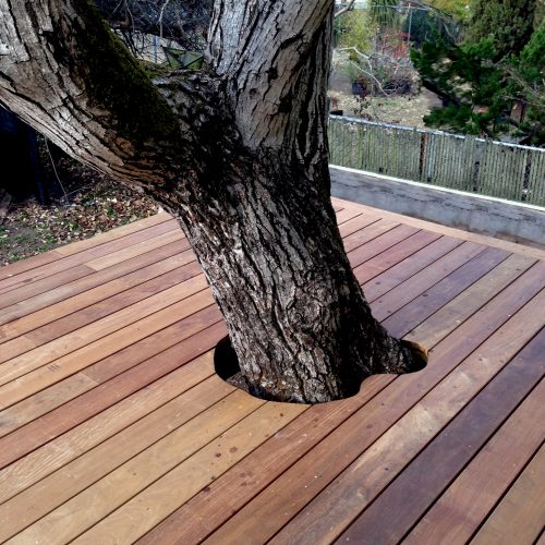 Wooden deck built around a large tree trunk, cut perfectly to match the width and shape of the tree